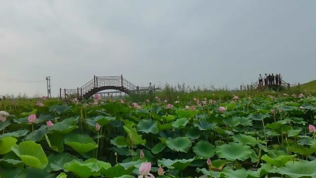 中国蒙城第六届龙虾荷花休闲旅游文化节即将开幕,梦幻水乡,生态立仓欢迎您!#夏天总要来拍一次荷花吧 #周末一起去赏花吧