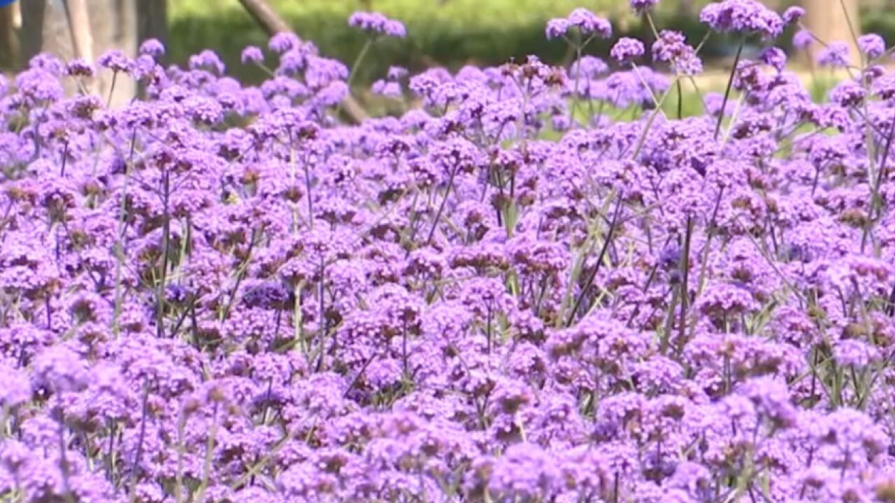 炎炎夏日的靓丽风景!来空港生态廊道,一起欣赏“绝绝紫”花海