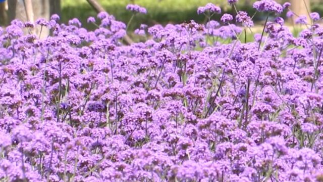 炎炎夏日的靓丽风景!来空港生态廊道,一起欣赏“绝绝紫”花海