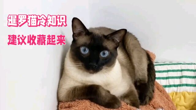 暹罗猫冷知识建议收藏