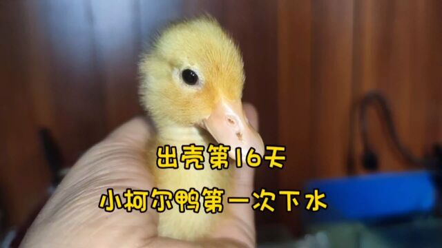 买回来的小鸭子为什么总养不活?我来告诉你答案