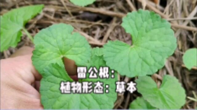 雷公根,一种常见田边叶菜