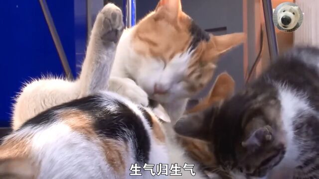 猫咪每天努力工作,不仅自己得到了铁饭碗,连孩子都有人帮它照顾#萌宠#猫咪#宠物成精啦#关爱流浪猫