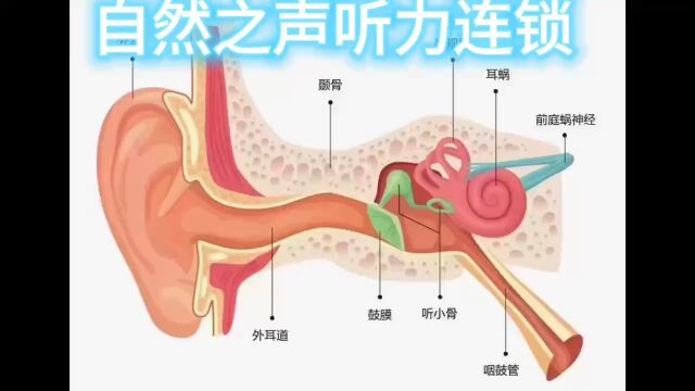 人体内耳鼓膜有什么作用