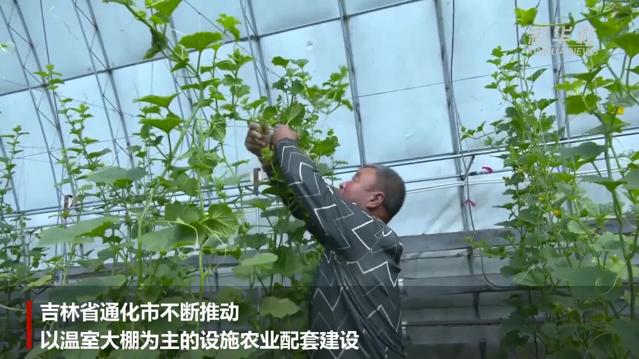 吉林通化:特色种植产业助力村民致富