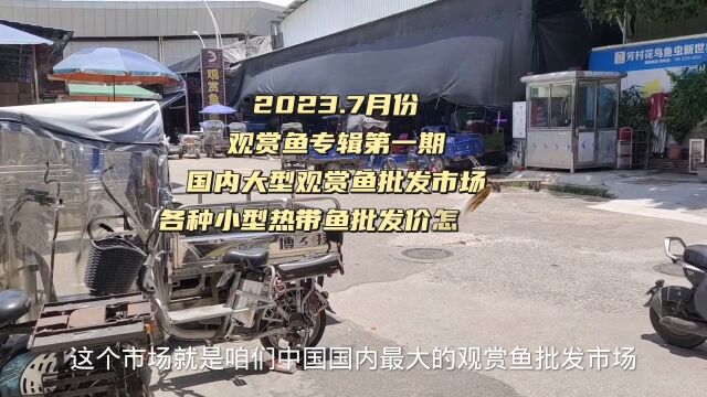 国内大型观赏鱼批发市场,各种小型热带鱼批发价怎么样?这里可以说是养鱼爱好者福音