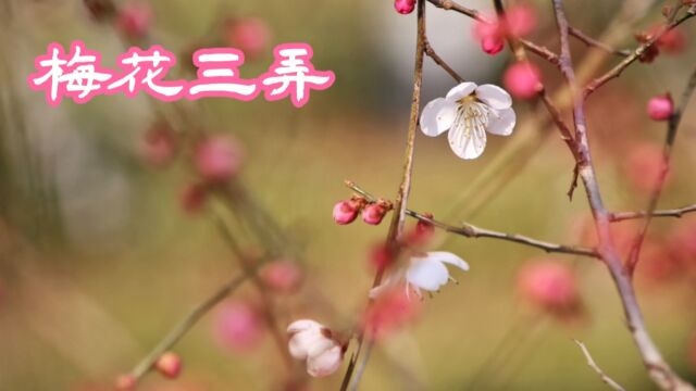 原创摄影作品《梅花三弄》