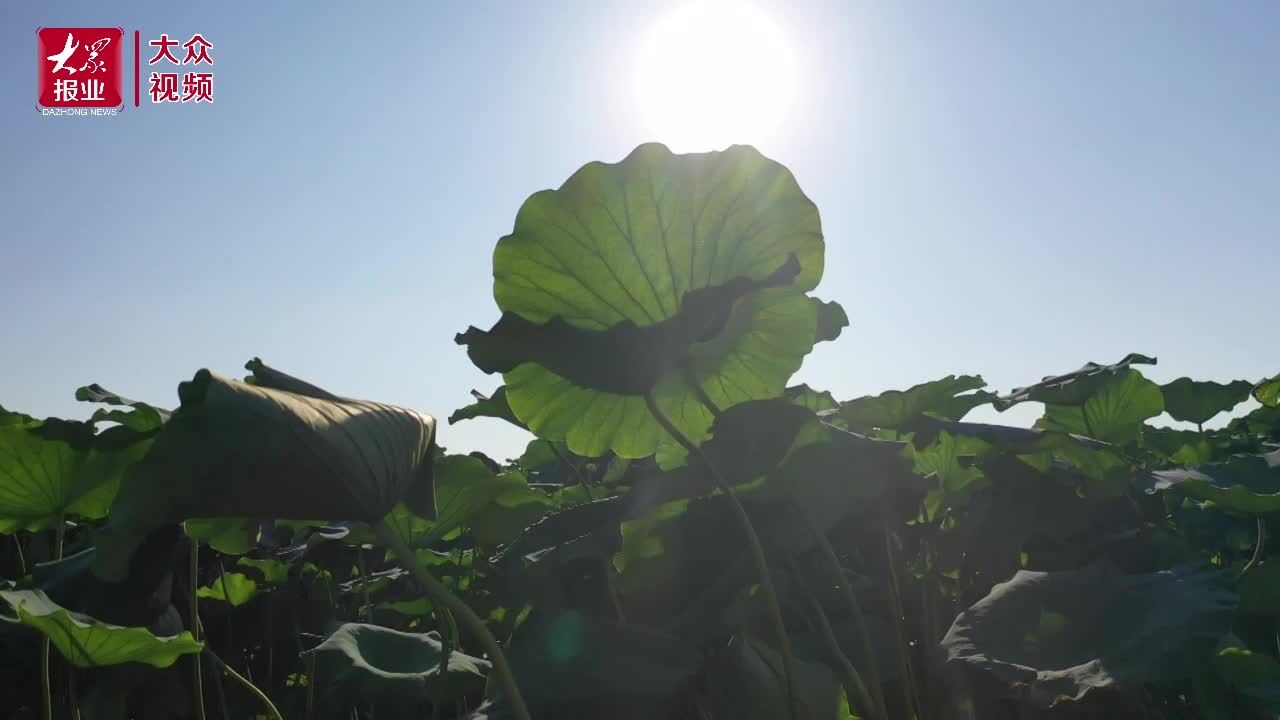 视频丨夏日美景 菏泽万亩荷花盛开飘清香