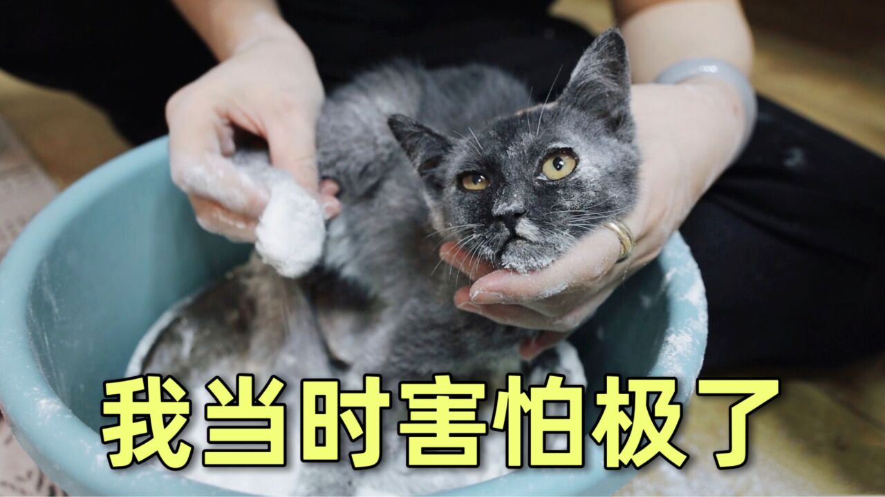 奶猫浑身沾满机油怎么办?给它裹上面包糠,馋哭隔壁小孩