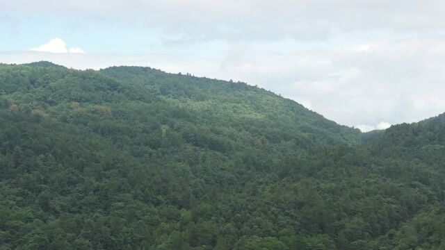 我的爱就象兀 作词 跃 峰 作曲 伍薪蓓 演唱 王蔚然