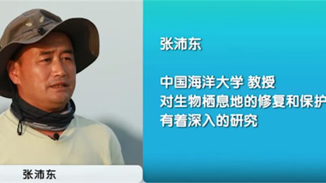 张沛东中国海洋大学教授,对生物栖息地的修复和保护,有着深入的研究