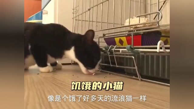 可爱猫咪 #善待动物关爱生命 #万物皆有灵性 #每个生命都应该被尊重 爱护动物人人有责