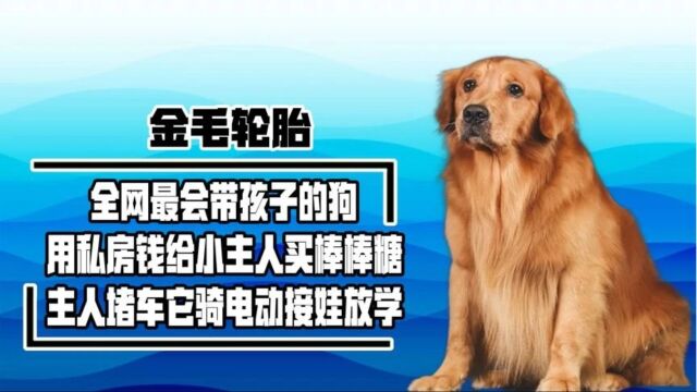 全网第一只成精的金毛,看家带娃两不误,数千万网友看傻了眼