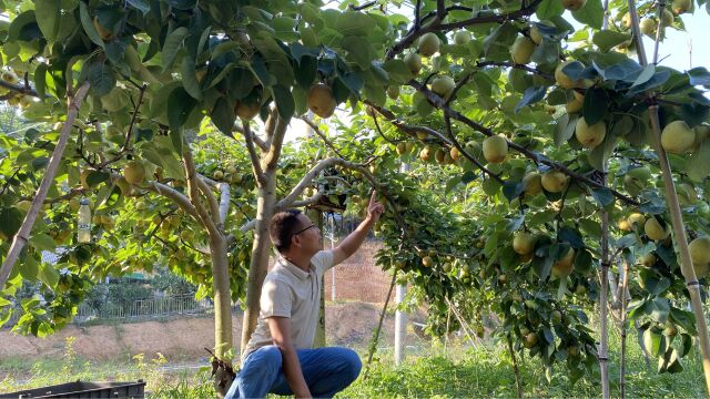 这种水果很受欢迎,老乡才种1000棵,一年收入100万,后悔种少了