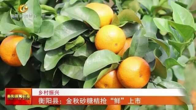 乡村振兴 衡阳县:金秋砂糖桔抢“鲜”上市