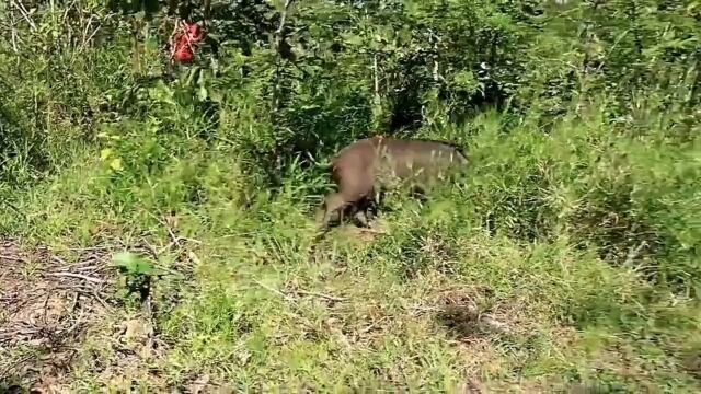 美女下地干活,发现一头小野猪,叫上闺密,猎杀野猪我的乡野山居生活大自然野猪美女美女猎杀山里生活户外拍摄山林山野自然山居生活