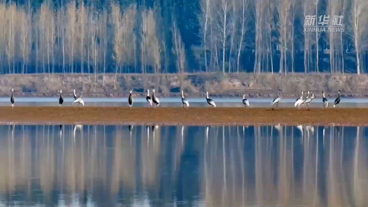 山东泰安东平湖迎来大批南迁候鸟