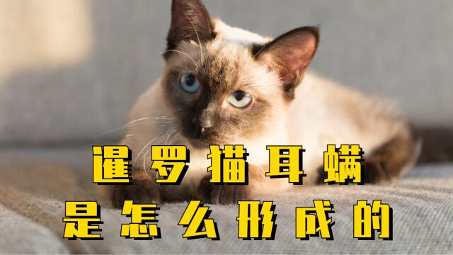 暹罗猫耳螨是怎么形成的,我们一起来看看吧!