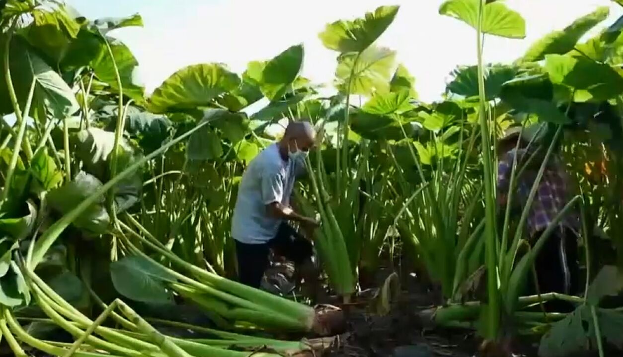 埋在土里的宝贝“荔浦芋头”,1个就能卖到100元,为农户带来财富