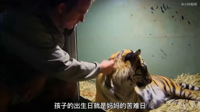 动物园三个月以前救助的一头老虎,今天双喜临门人与动物和谐共处