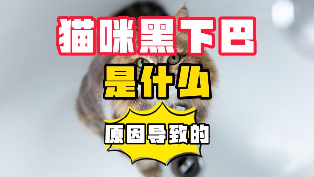 猫咪有黑下巴的原因,养猫必看!