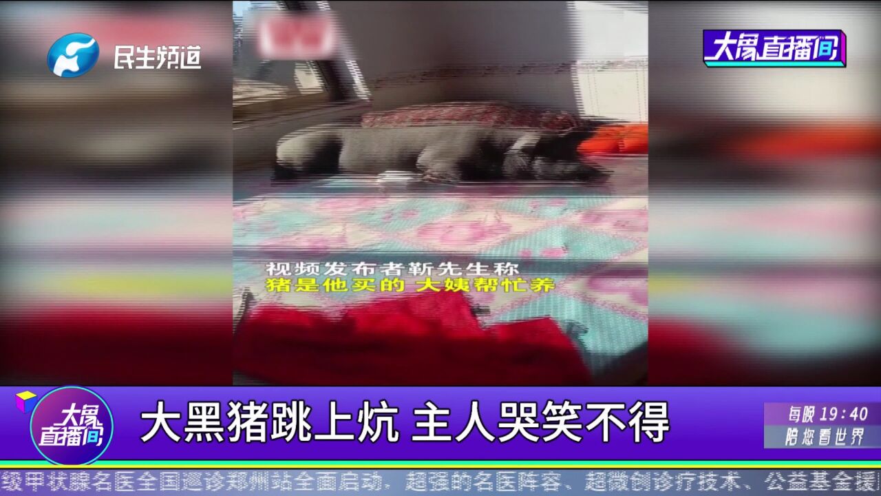 大黑猪跳上炕,主人哭笑不得