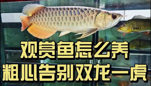 怎么养好热带观赏鱼?养鱼平时多注意一些细节很重要