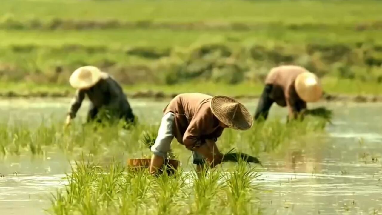 茅山号子既有江南的柔美委婉,又有苏北的粗犷高亢