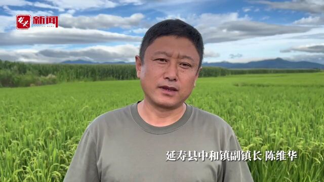 延寿县中和镇:全力守好防汛的每一道防线