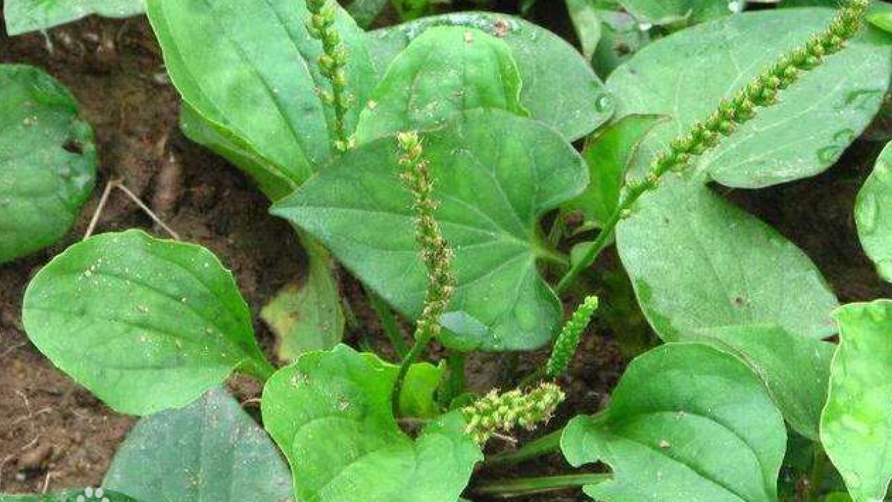 首个全国生态日,以“清远地名”命名动植物,你认识多少?