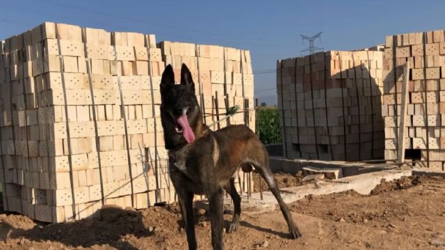 牵着这只马犬出门,就会投来许多羡慕的目光,纯种正宗比利时马犬