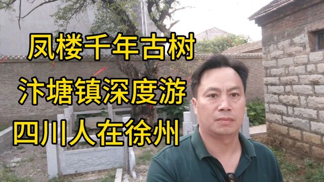 汴塘镇深度游,严华今去探寻凤楼的一棵千年古树!四川人在徐州