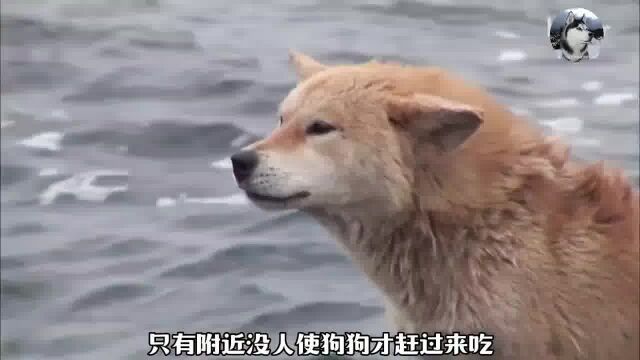 狗狗到底有多忠诚