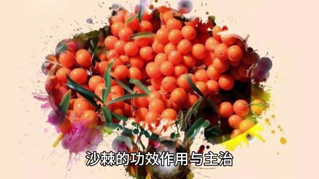 沙棘的功效作用与主治