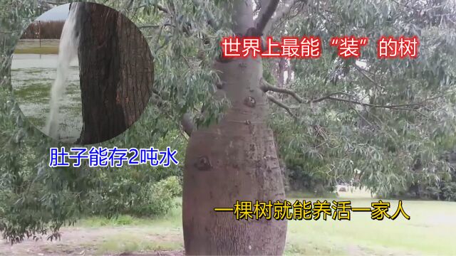 世界上最能“装”的树,肚子能存2吨水,一棵树就能养活一家人