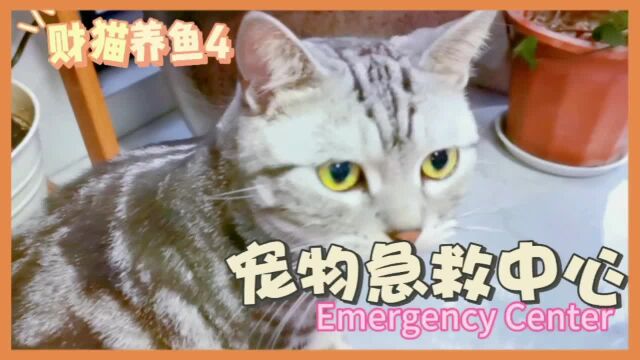 财猫养鱼4宠物急救中心