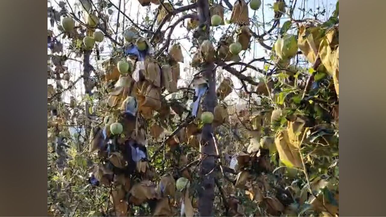 河北一地突遇冰雹天气,果农损失惨重,当地政府:正在摸排受灾情况