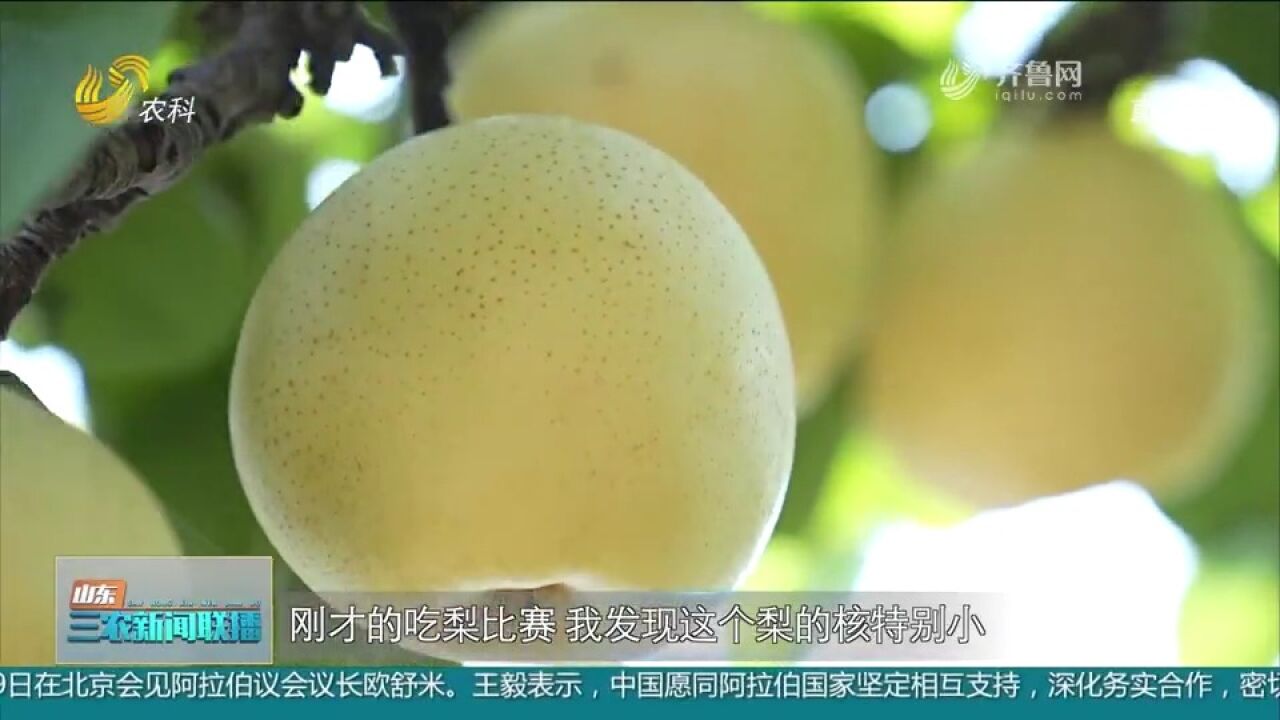 宁津:黄金梨喜获丰收,水分足基本没渣没核,农户们腰包鼓起来