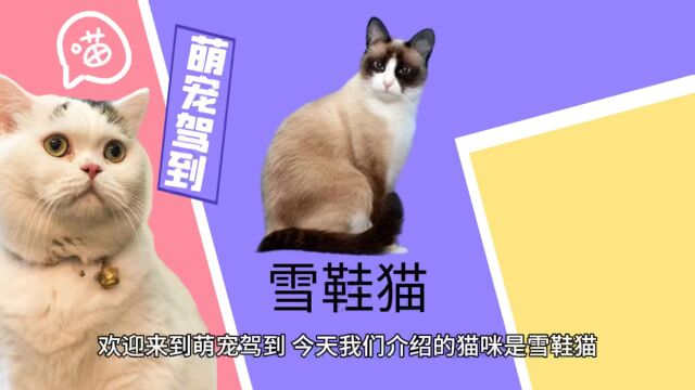 【萌宠驾到】雪鞋猫有什么特征?雪鞋猫性格怎么样?