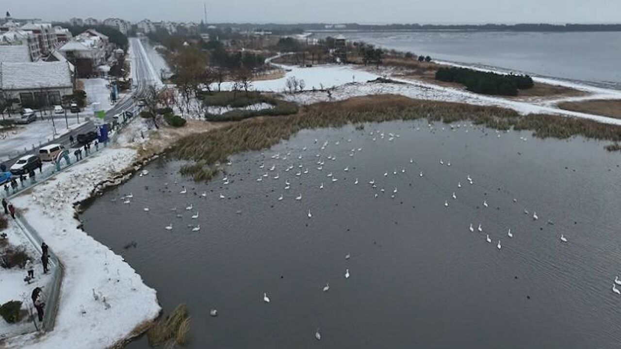 荣成:冬日天鹅湖 天鹅雪中起舞