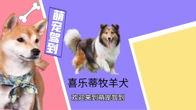 【萌宠驾到】喜乐蒂牧羊犬有什么特征?喜乐蒂牧羊犬性格怎么样?