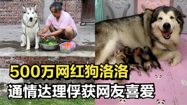 500万网红狗洛洛,通情达理俘获网友喜爱,患病离世让人惋惜