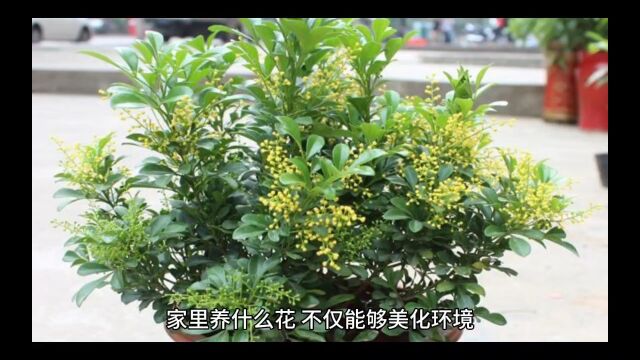 哪些花适合在家养殖的花卉