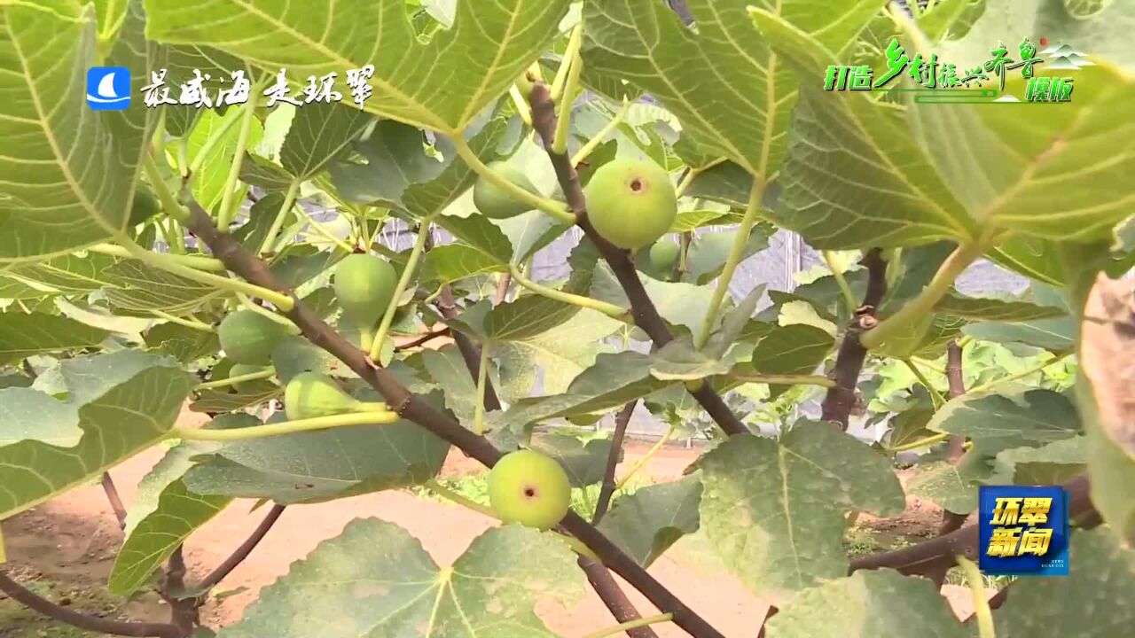 威海市环翠区:无花果“进大棚” 蹚出致富新路