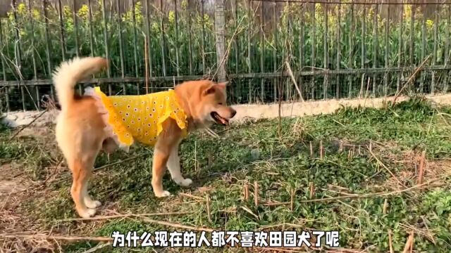 为什么现在的人都不喜欢田园犬