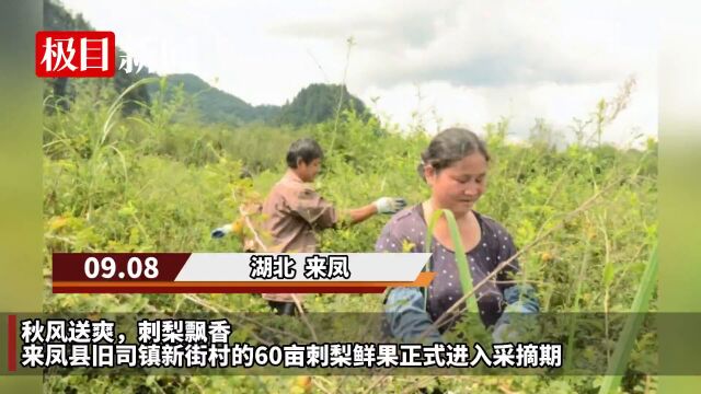 【视频】湖北来凤:“金果子”刺梨迎来好“丰”景