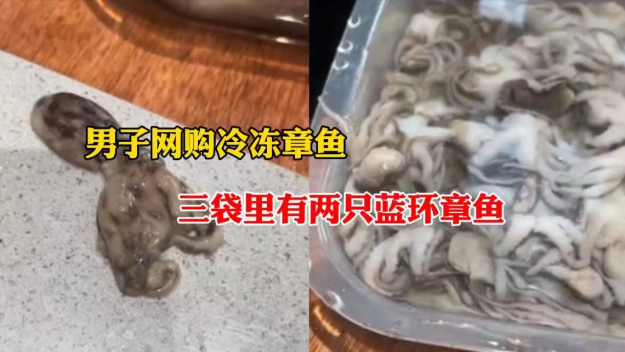 男子网购冷冻章鱼 三袋里有两只蓝环章鱼 售后人员:已下架处理