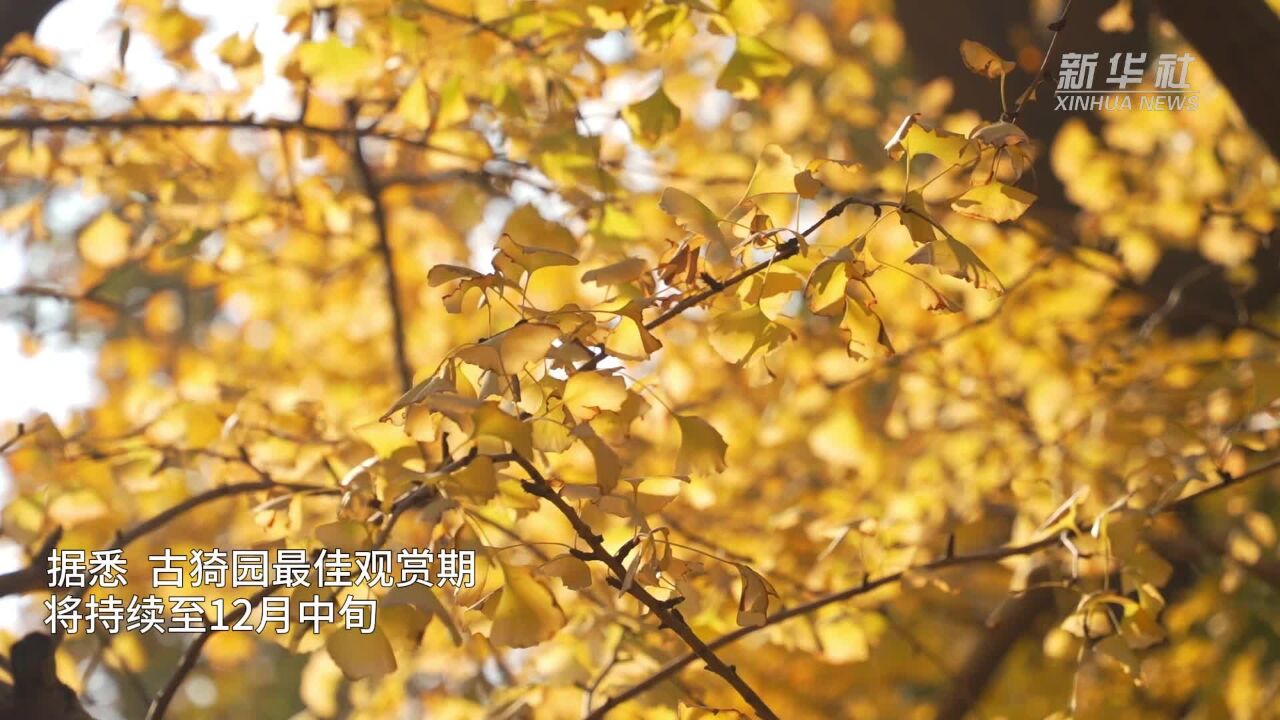 “一框即一景” 来看上海古猗园里的古典园林美景