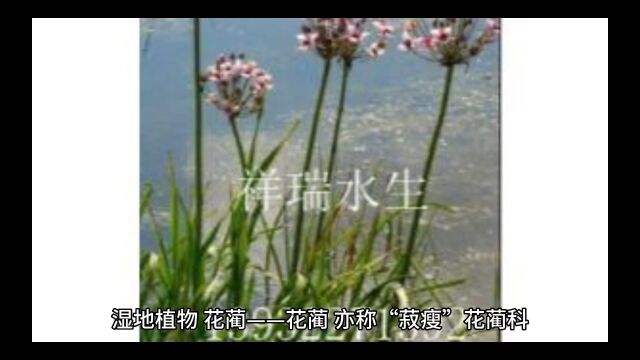 湿地植物,花蔺