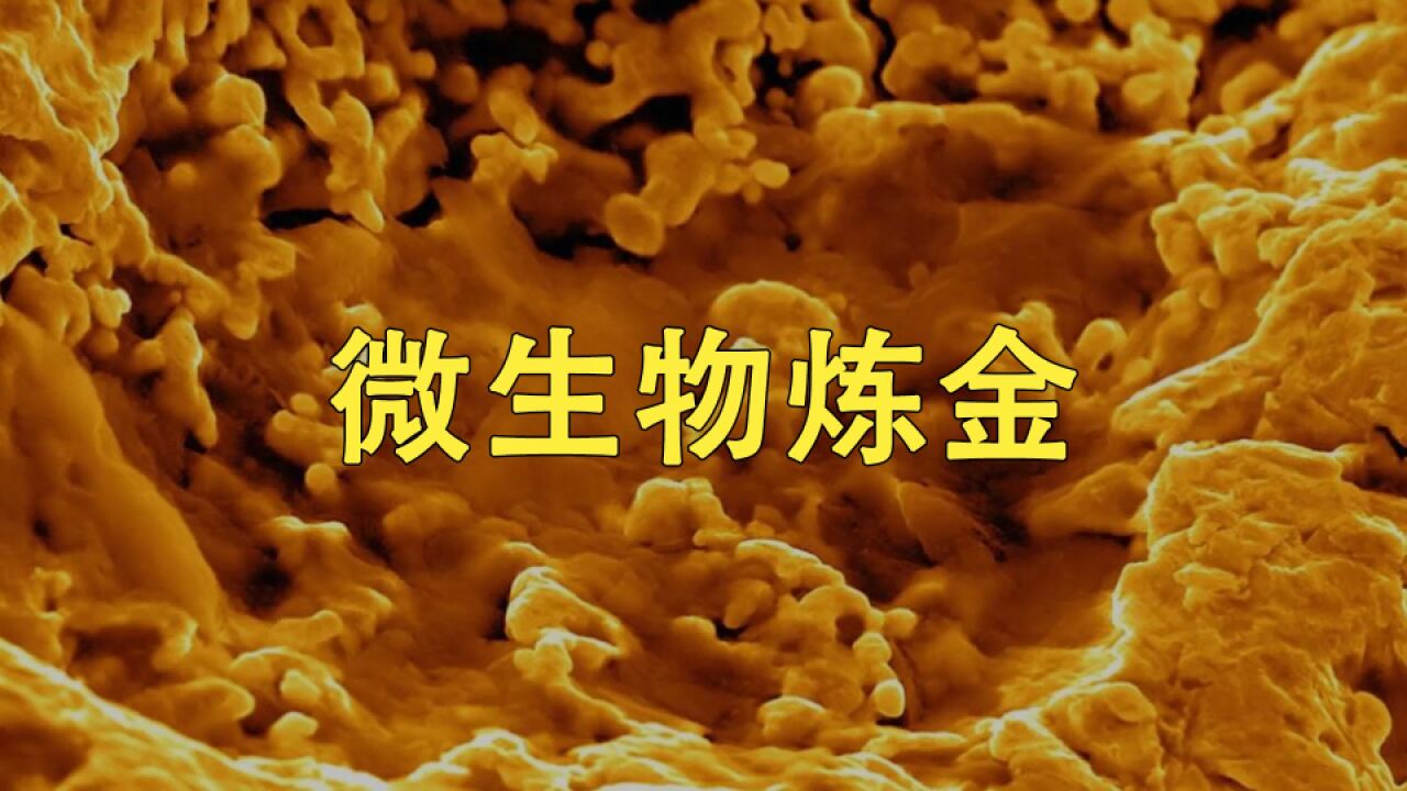 只靠微生物也能炼金?这下发了